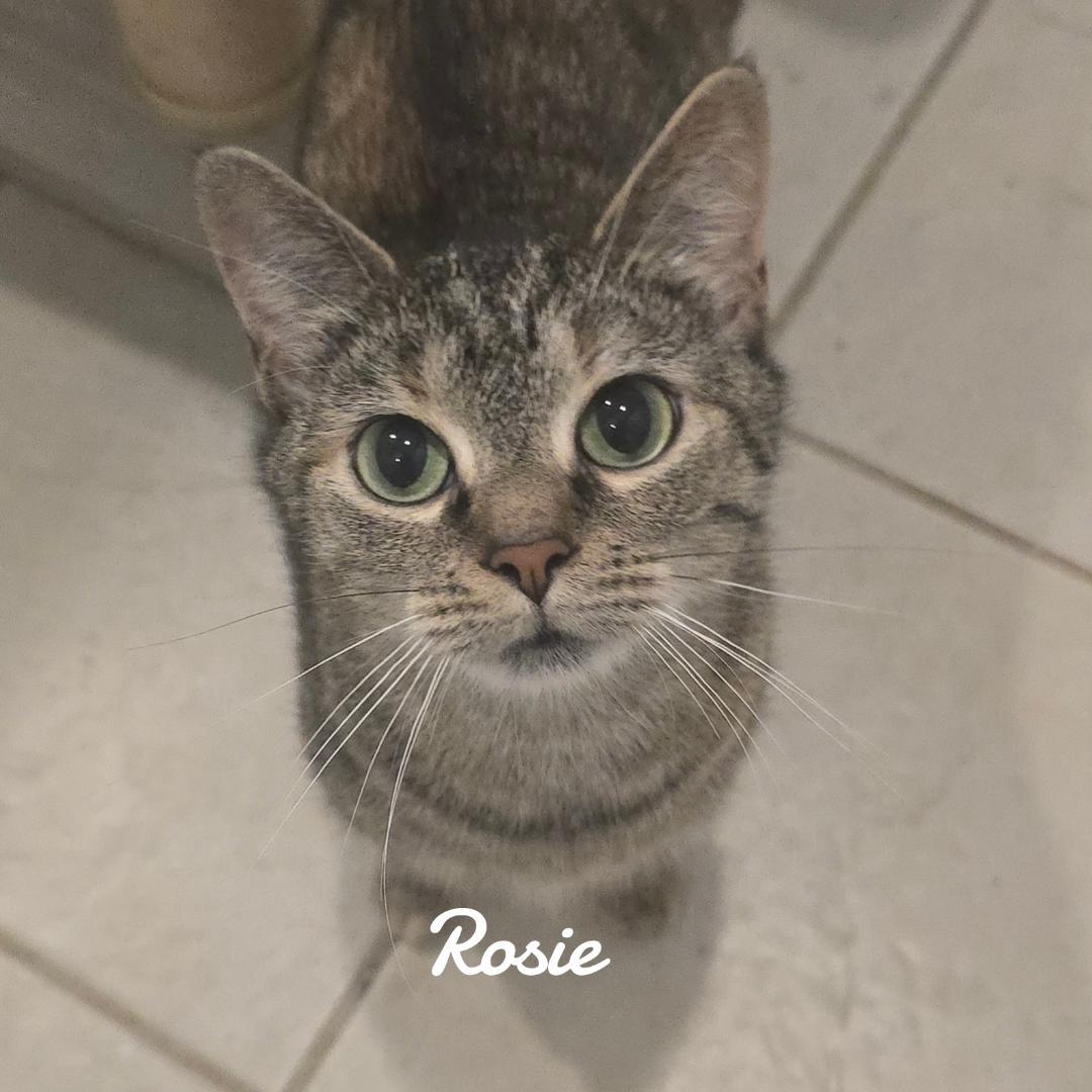 Rosie, a Adoptable Domestic Short Hair in Naugatuck, CT image 1/3