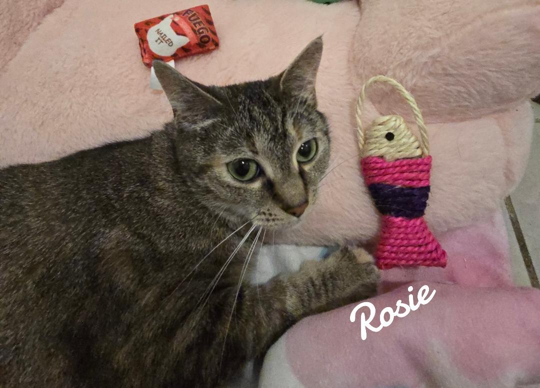 Rosie, a Adoptable Domestic Short Hair in Naugatuck, CT image 2/3