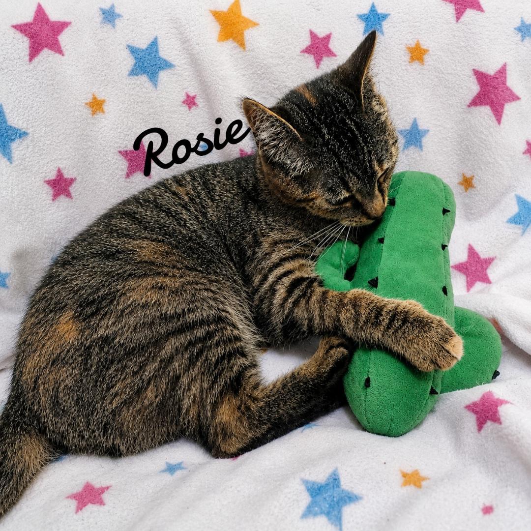 Rosie, a Adoptable Domestic Short Hair in Naugatuck, CT image 3/3