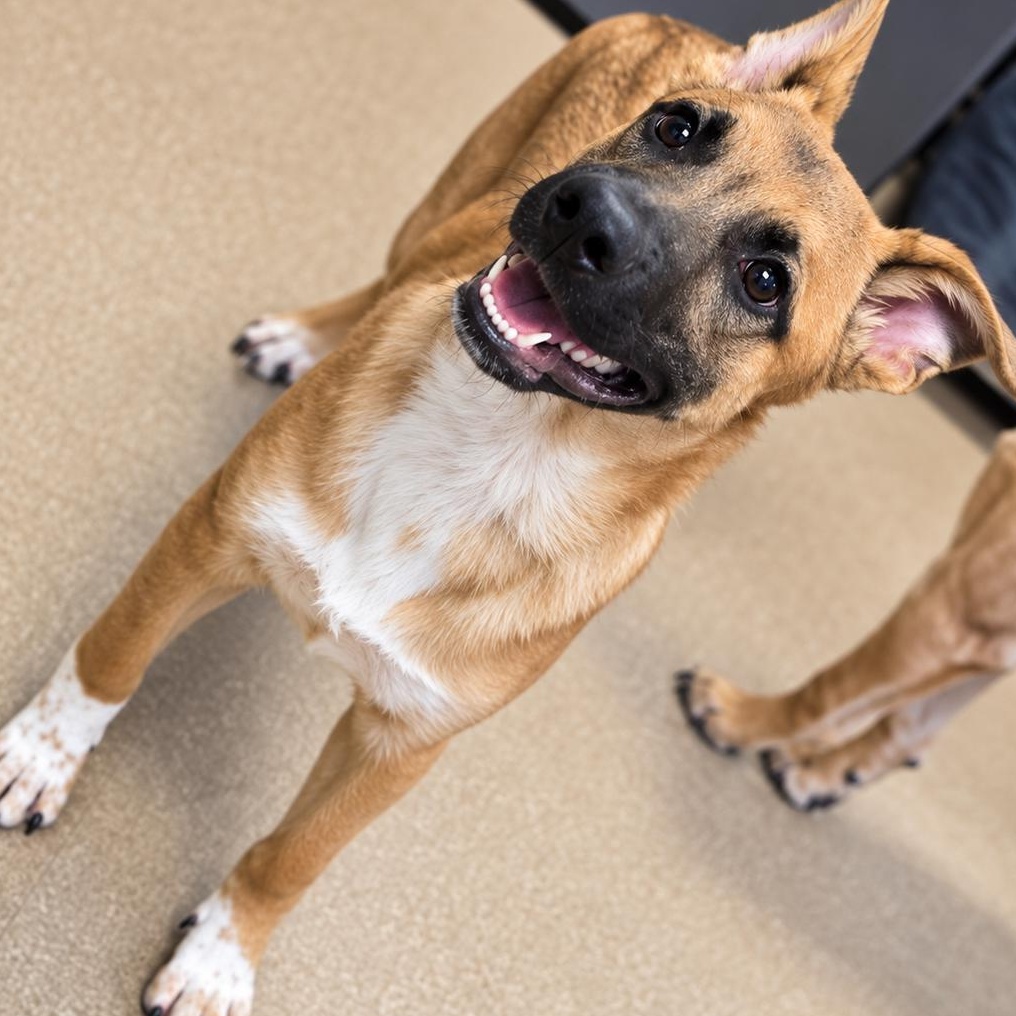 Enlarge Hector, a Adoptable mixed breed in Boston, MA image 1/2