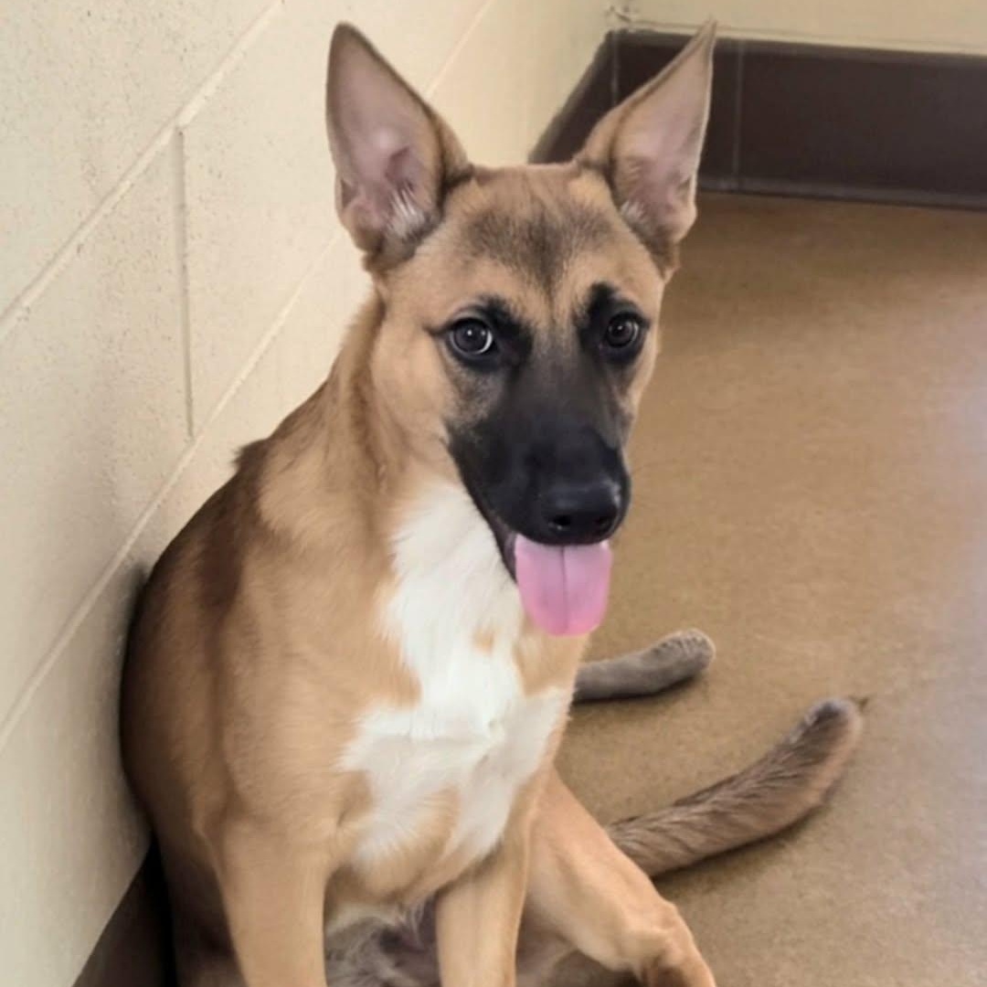 Enlarge Hector, a Adoptable mixed breed in Boston, MA image 2/2