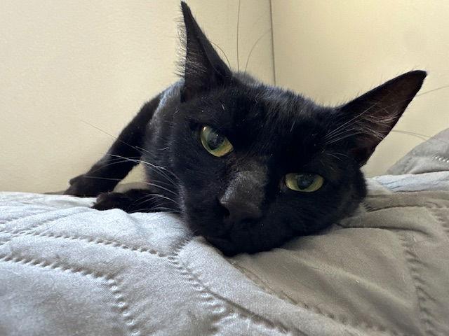 Encore, Adoptable, Adult Male Domestic Short Hair.