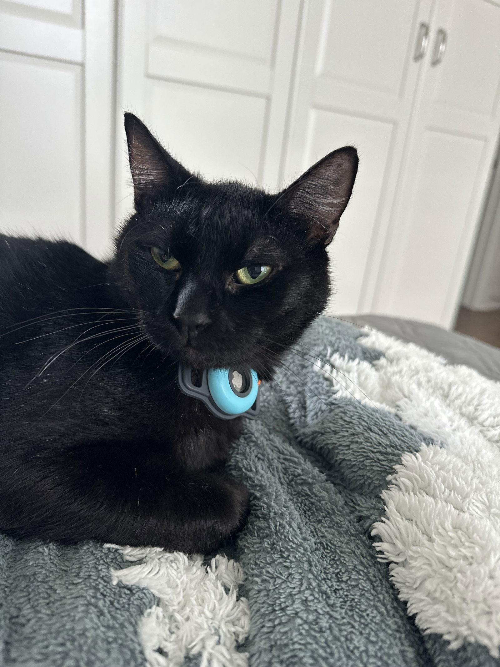 Enlarge Encore, a Adoptable Domestic Short Hair in Mission Viejo, CA image 2/3