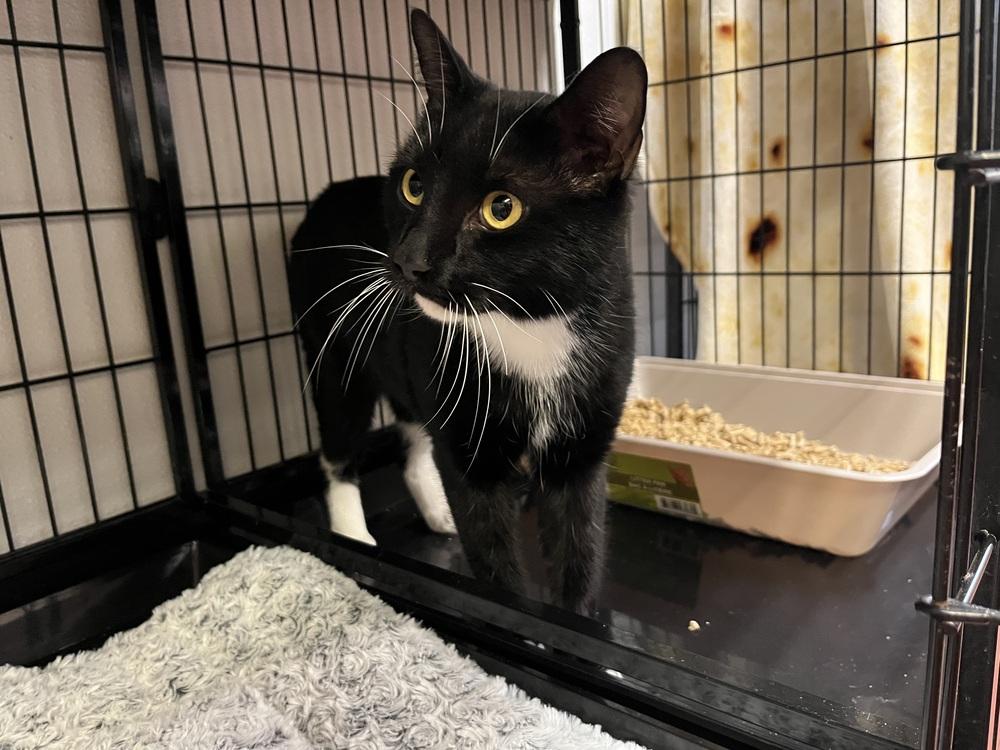 Enlarge MITTENS, a Adoptable mixed breed in Southbury, CT image 1/2