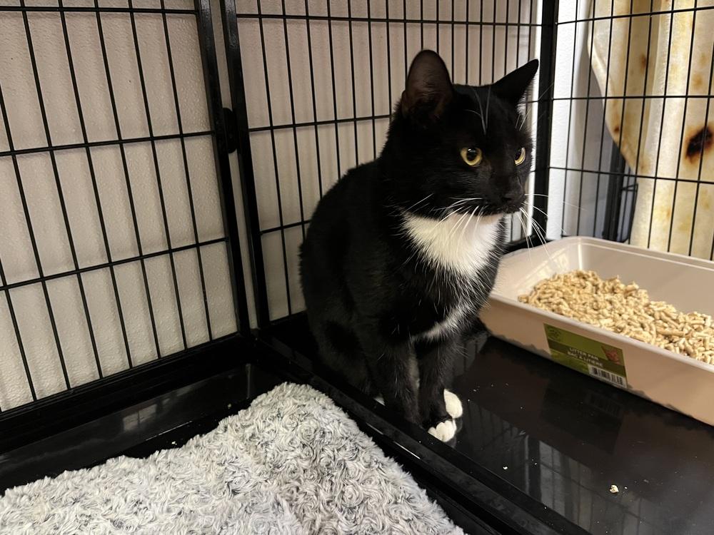 Enlarge MITTENS, a Adoptable mixed breed in Southbury, CT image 2/2