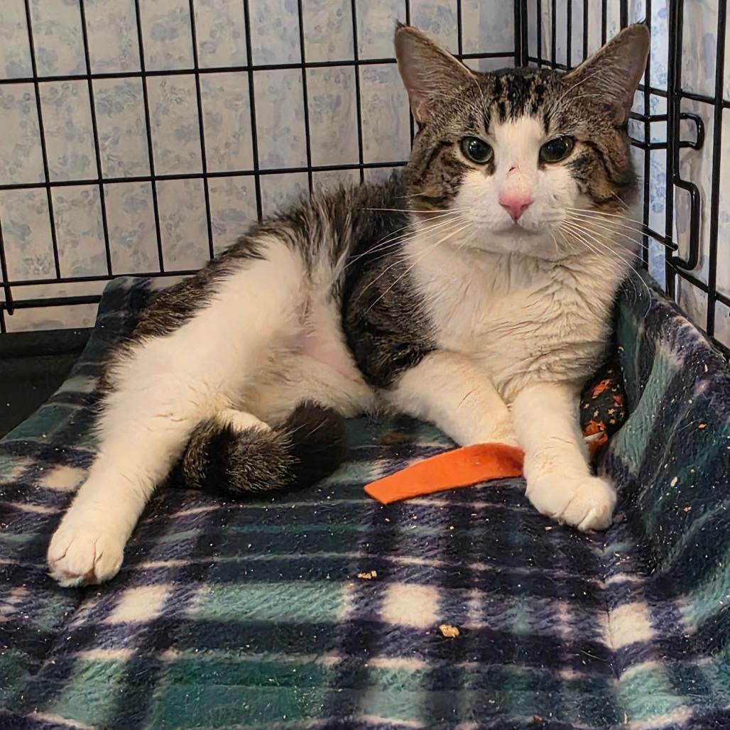 Enlarge Tater, a Adoptable Domestic Short Hair in Glenfield, NY image 1/3