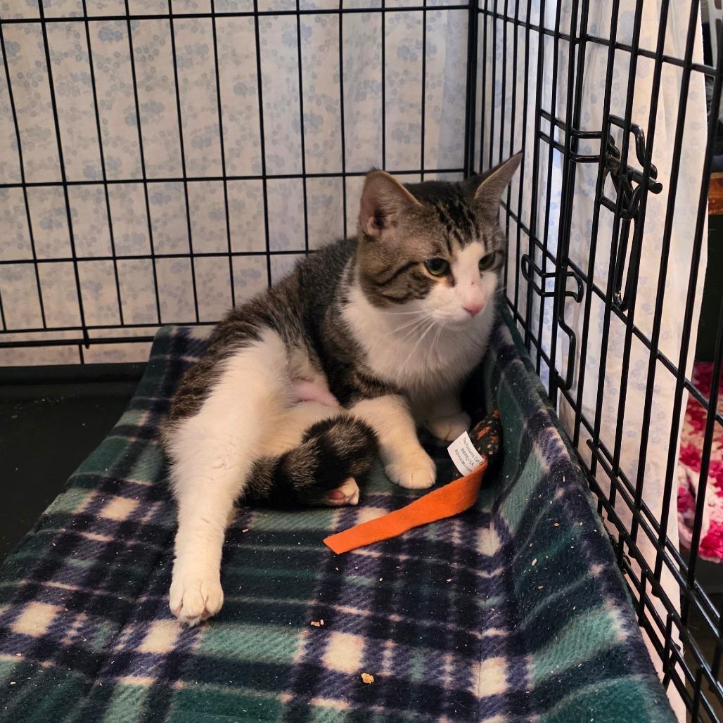 Enlarge Tater, a Adoptable Domestic Short Hair in Glenfield, NY image 2/3