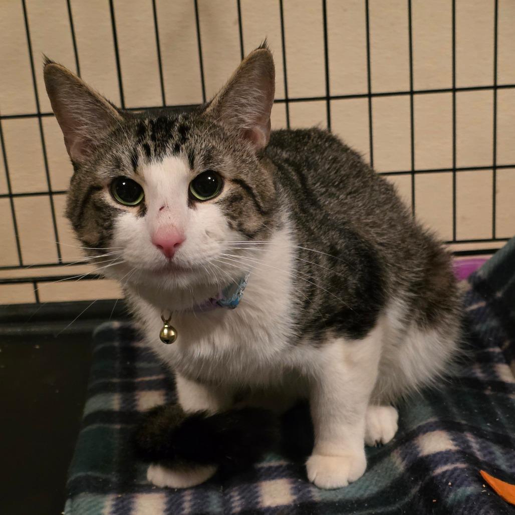 Enlarge Tater, a Adoptable Domestic Short Hair in Glenfield, NY image 3/3