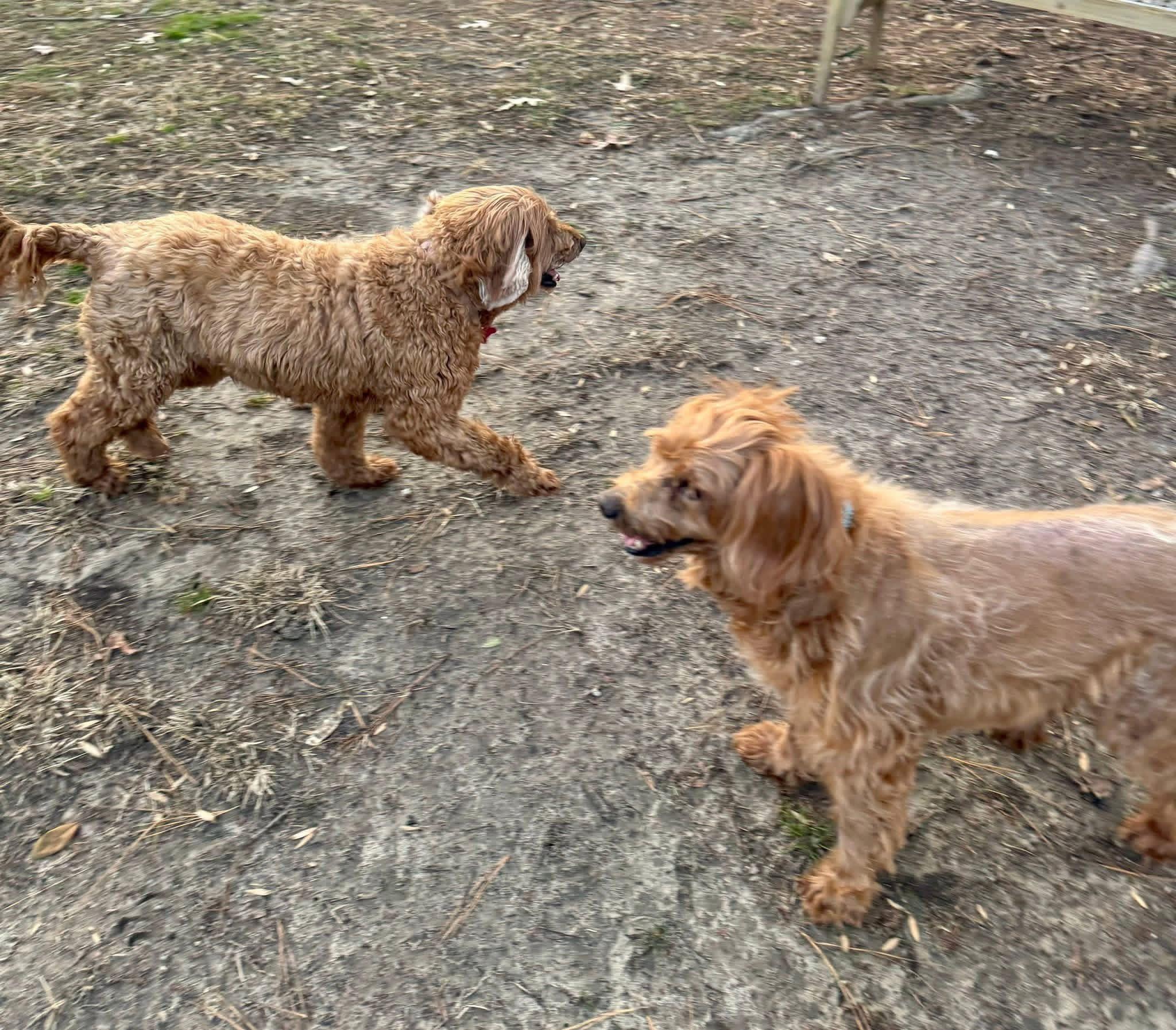 Enlarge Pebbles and Bamm Bamm , a ADOPTABLE mixed breed in Yorktown, VA image 4/4
