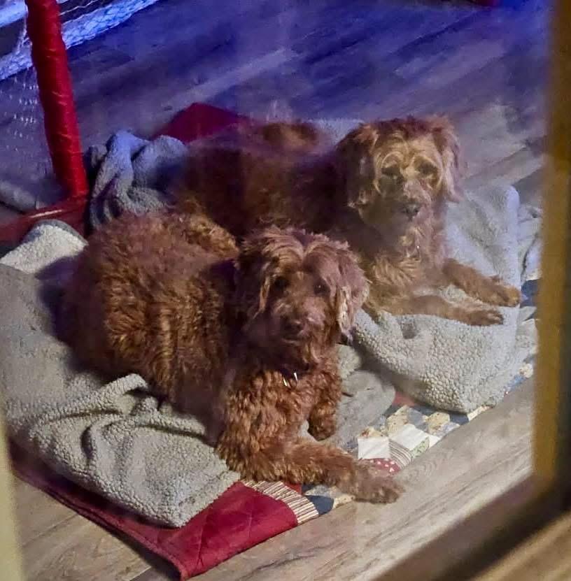 Enlarge Pebbles and Bamm Bamm , a ADOPTABLE mixed breed in Yorktown, VA image 2/4