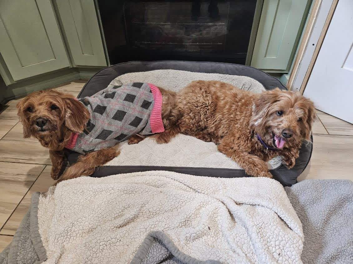 Enlarge Pebbles and Bamm Bamm , a ADOPTABLE mixed breed in Yorktown, VA image 1/4