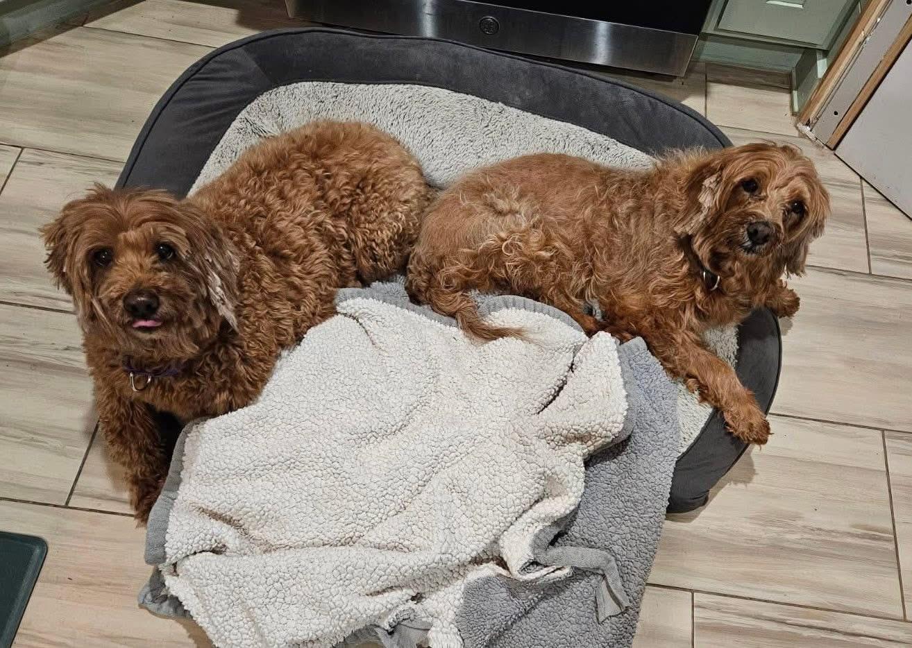 Enlarge Pebbles and Bamm Bamm , a ADOPTABLE mixed breed in Yorktown, VA image 3/4