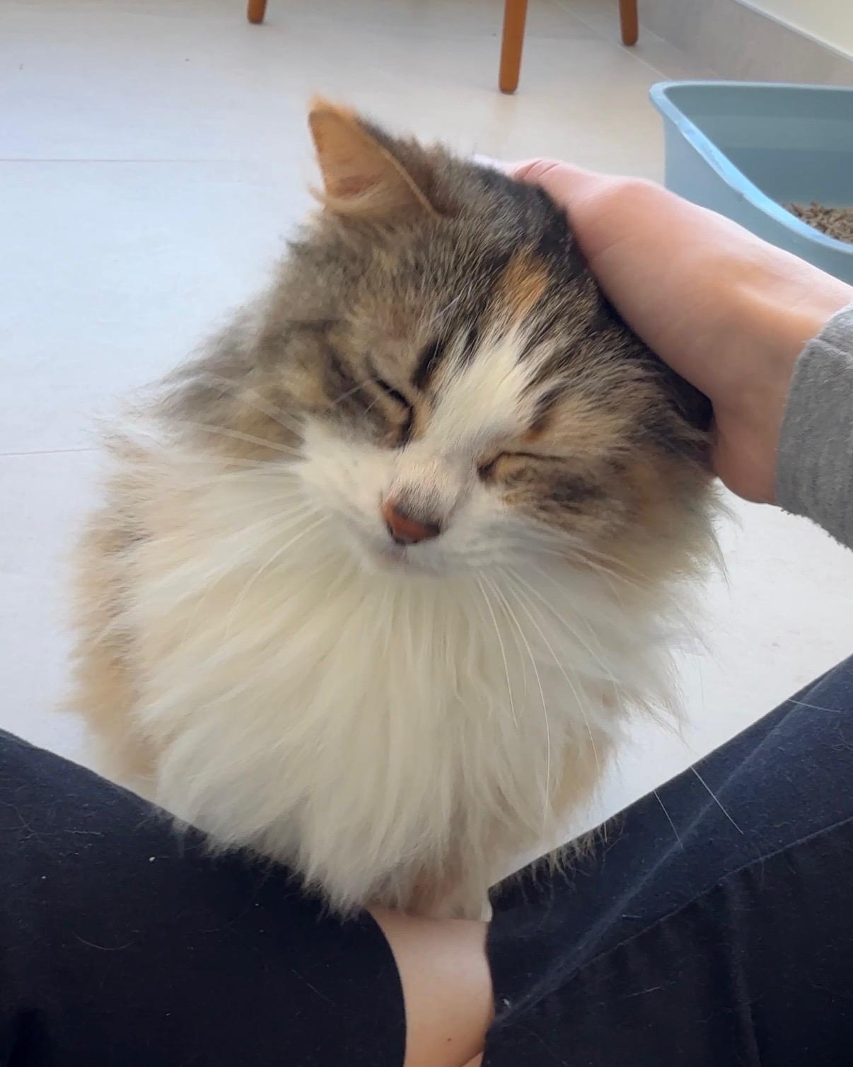 Enlarge Gaby, an adopted Domestic Long Hair in Evanston, IL image 3/5