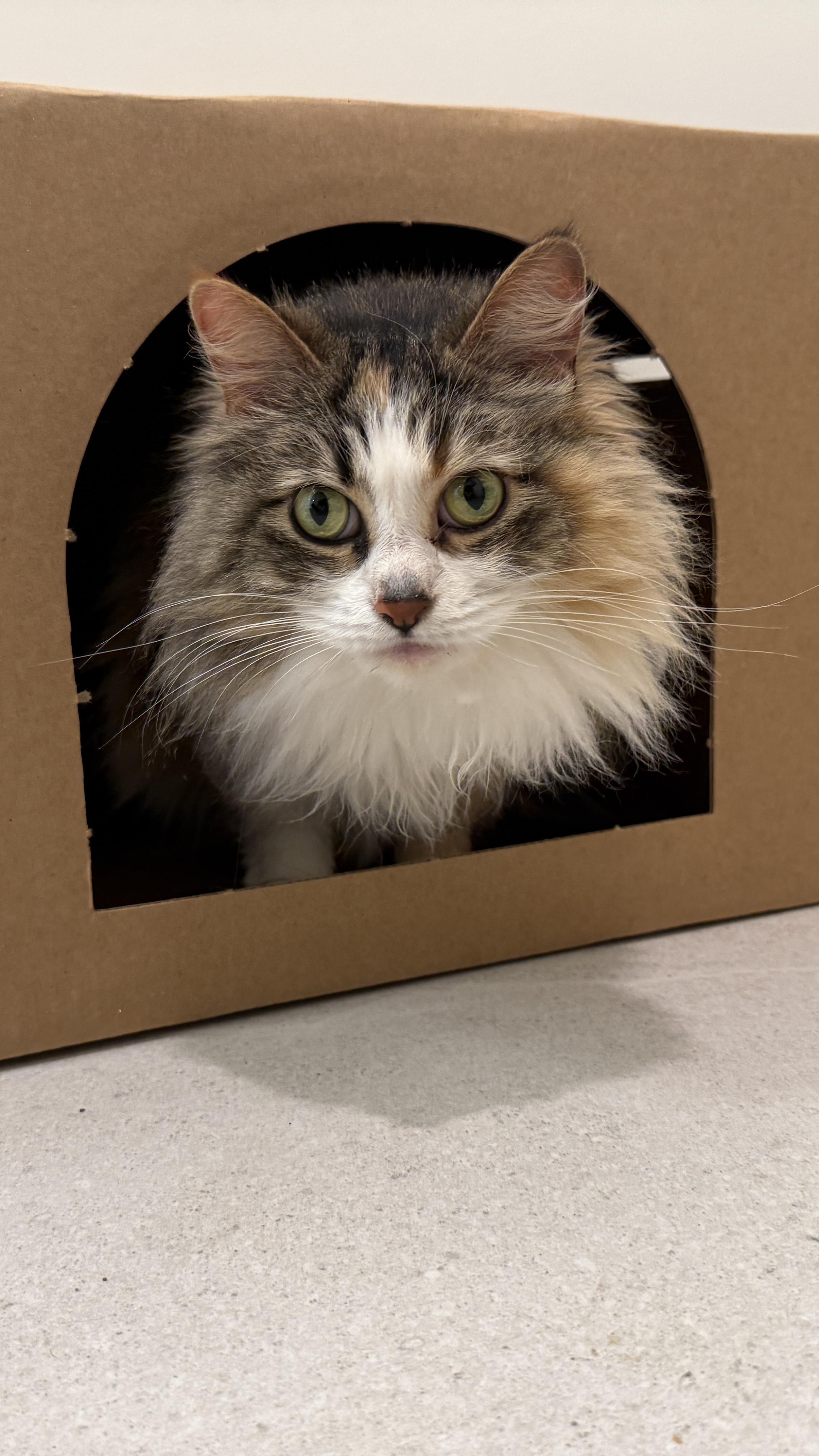Enlarge Gaby, an adopted Domestic Long Hair in Evanston, IL image 2/5