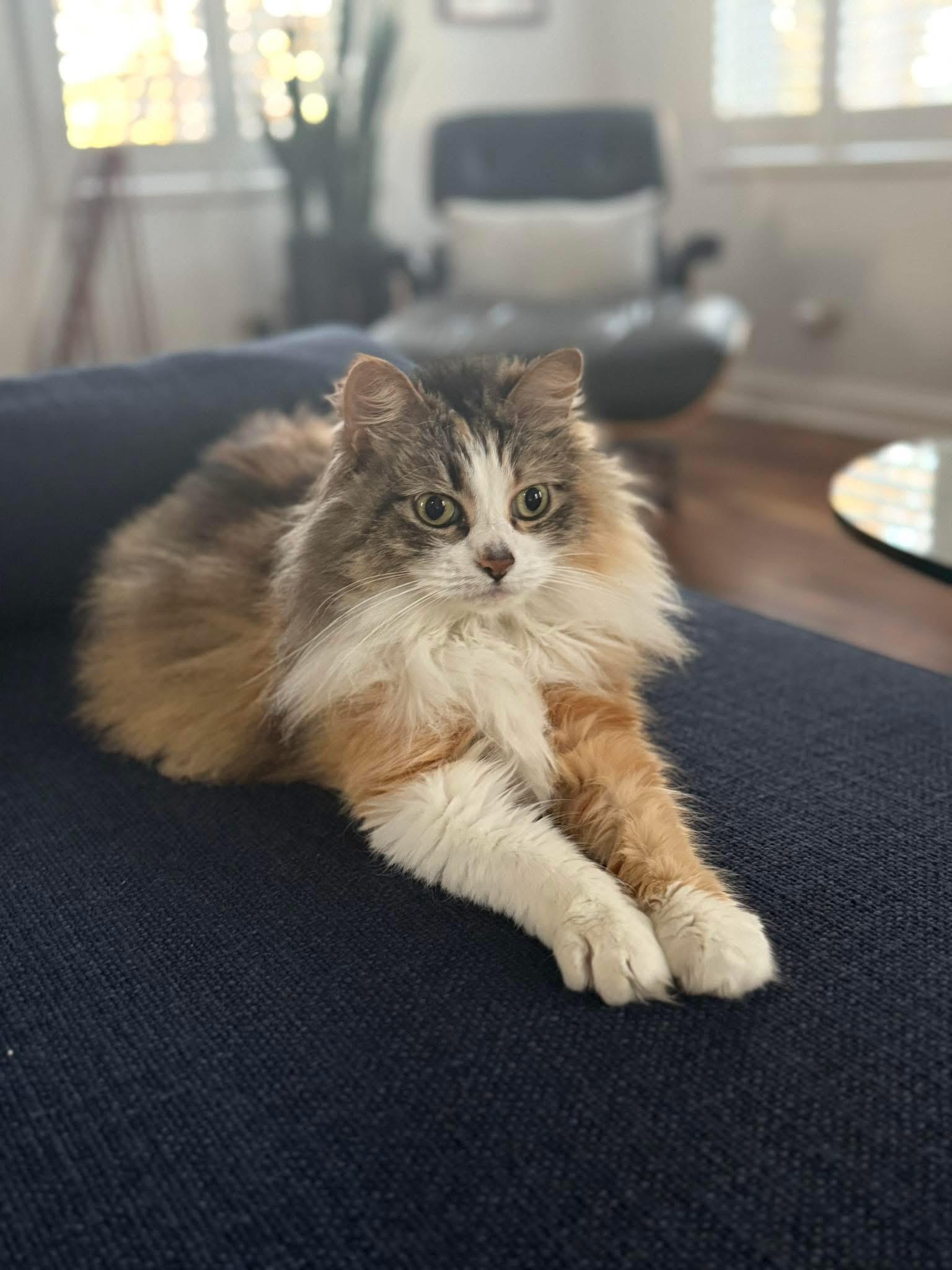 Gaby, adopted, Adult Female Domestic Long Hair.