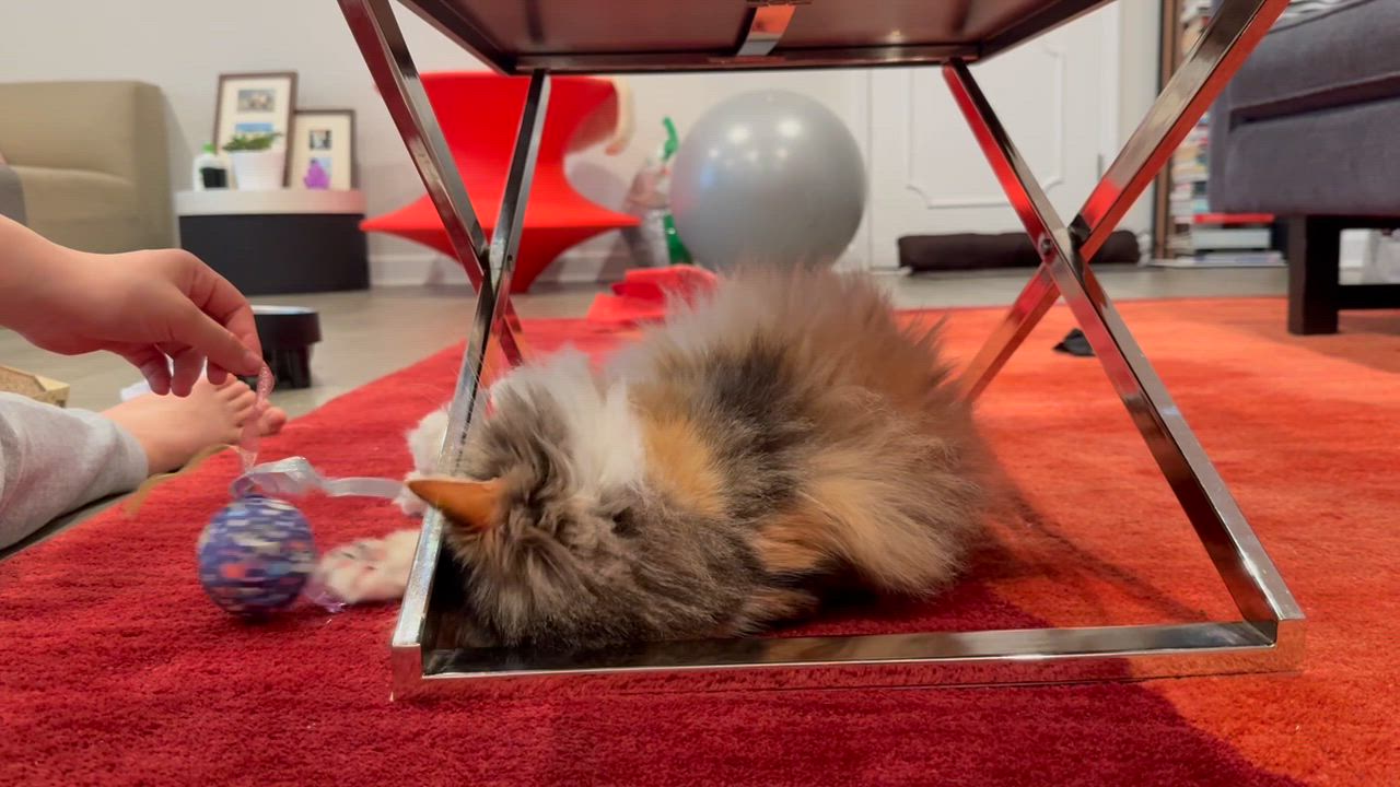 Enlarge Gaby, an adopted Domestic Long Hair in Evanston, IL video 5/5