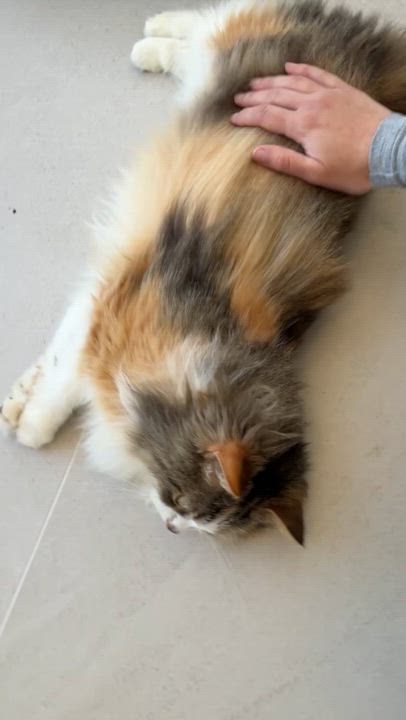 Enlarge Gaby, an adopted Domestic Long Hair in Evanston, IL video 4/5