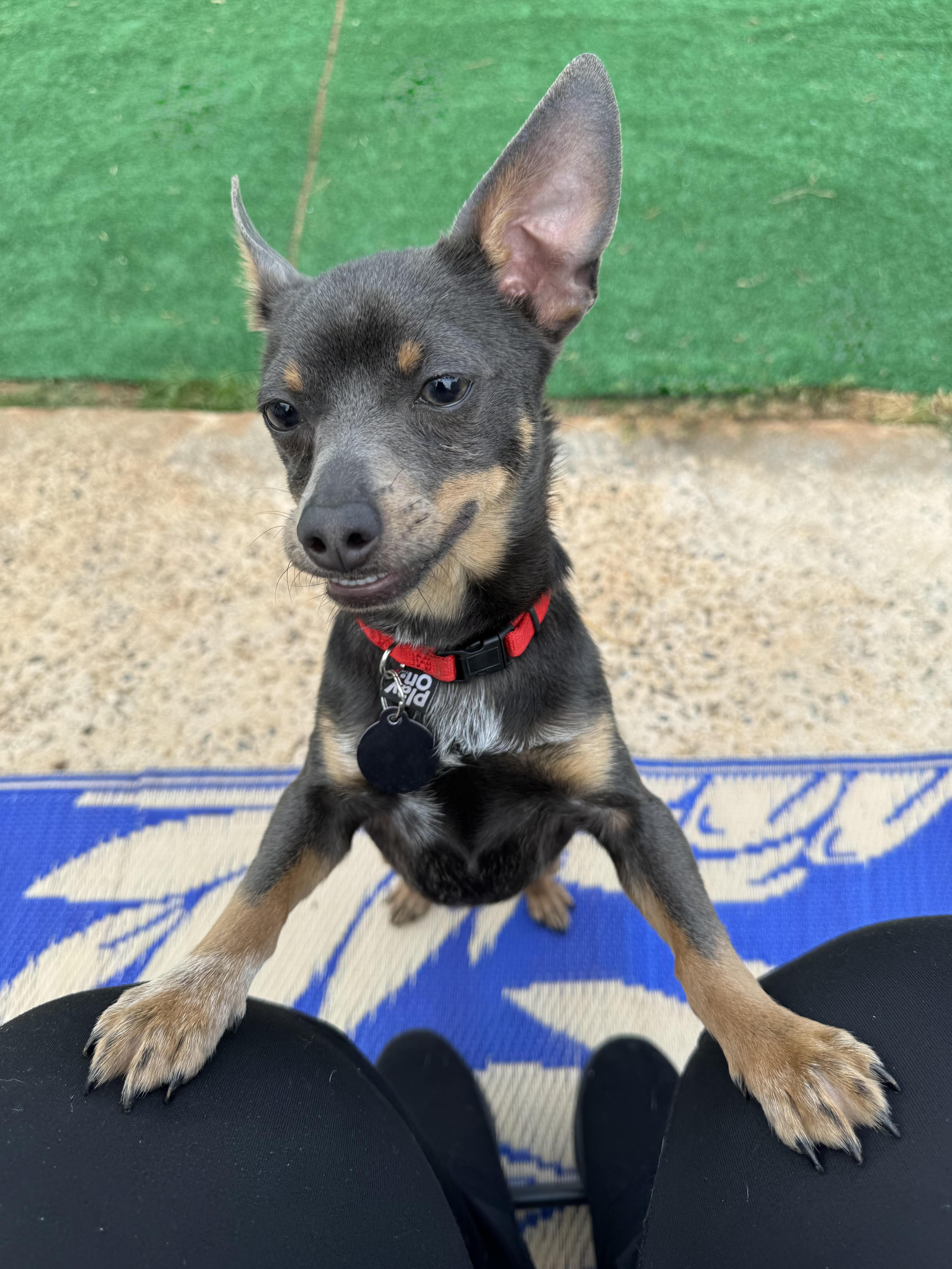 Ralphie, ADOPTABLE, Puppy Male Chihuahua.