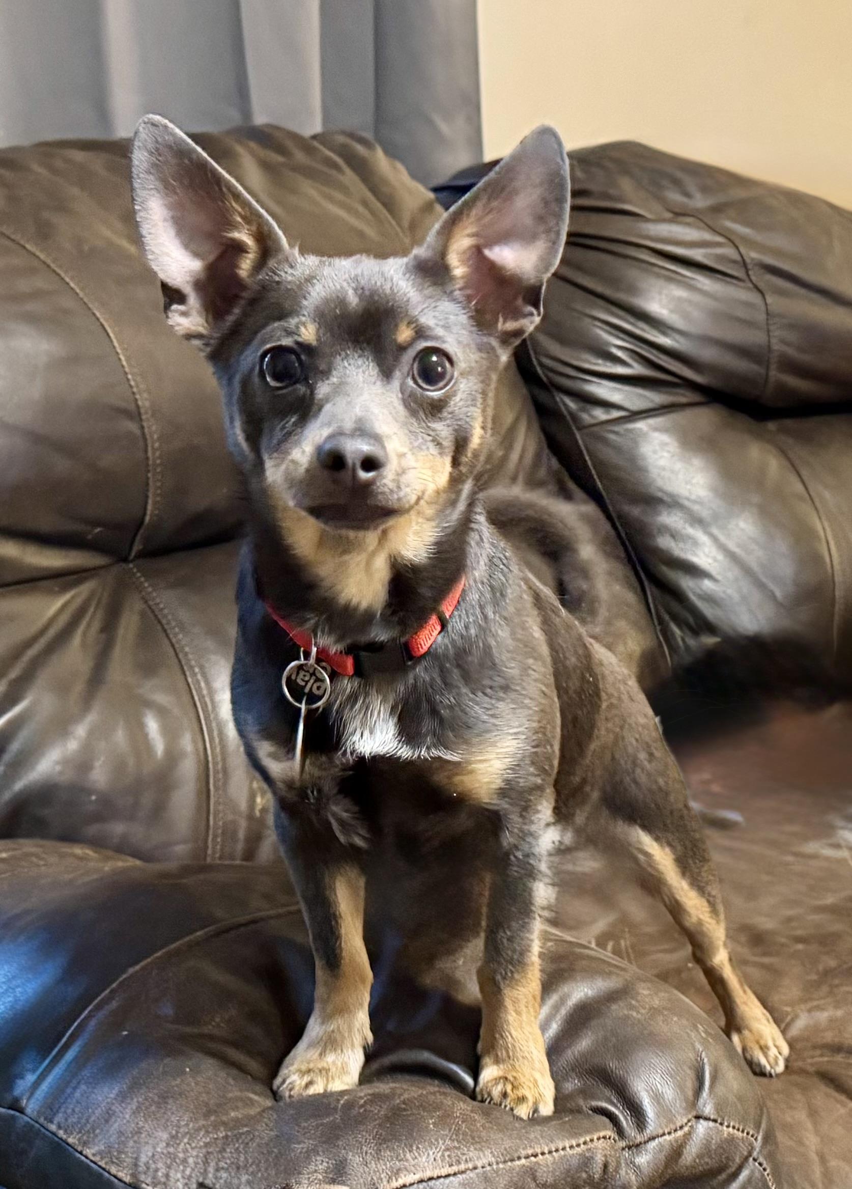 Enlarge Ralphie, a ADOPTABLE Chihuahua in Maiden, NC image 6/6