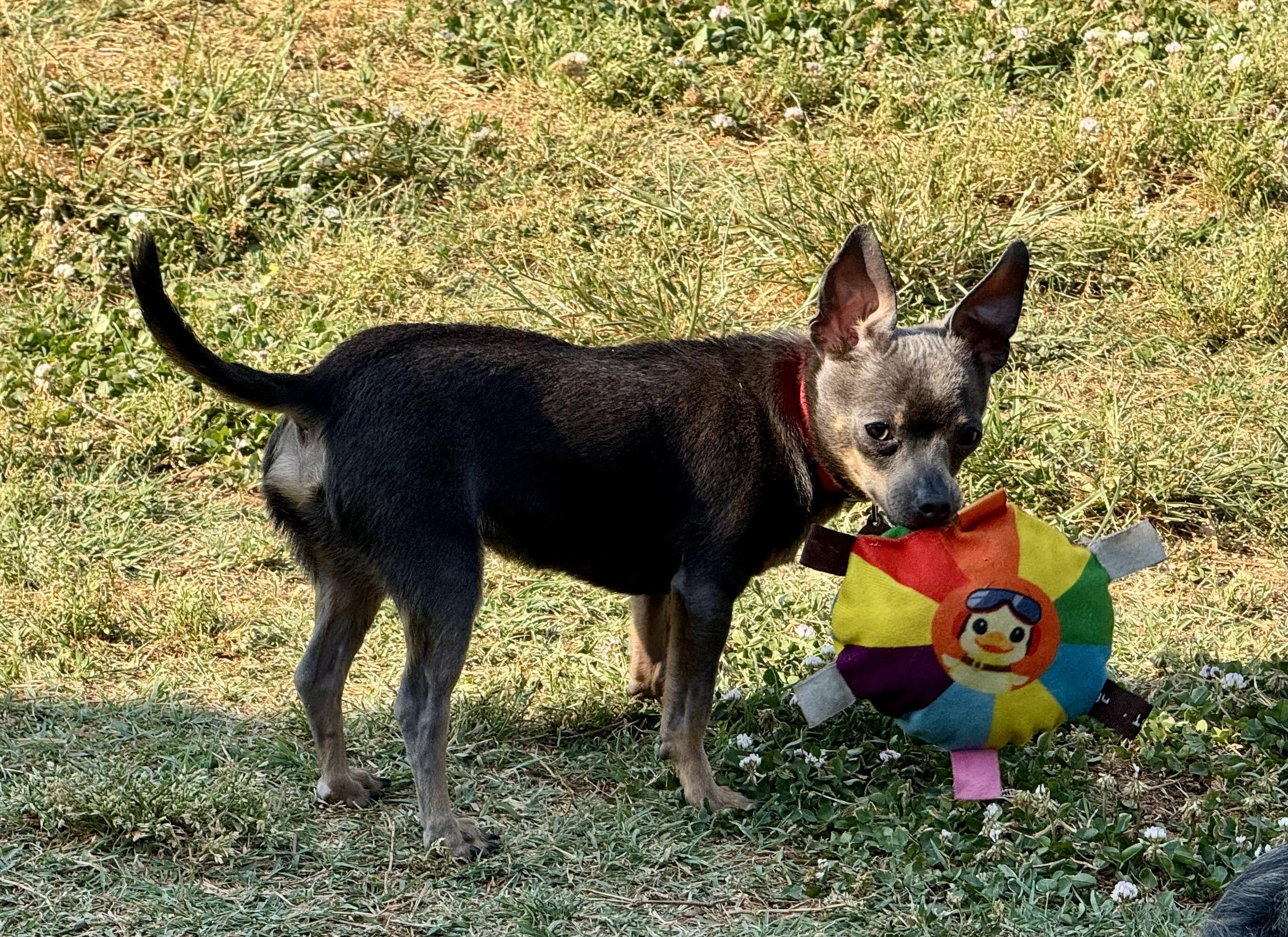 Enlarge Ralphie, a ADOPTABLE Chihuahua in Maiden, NC image 5/6