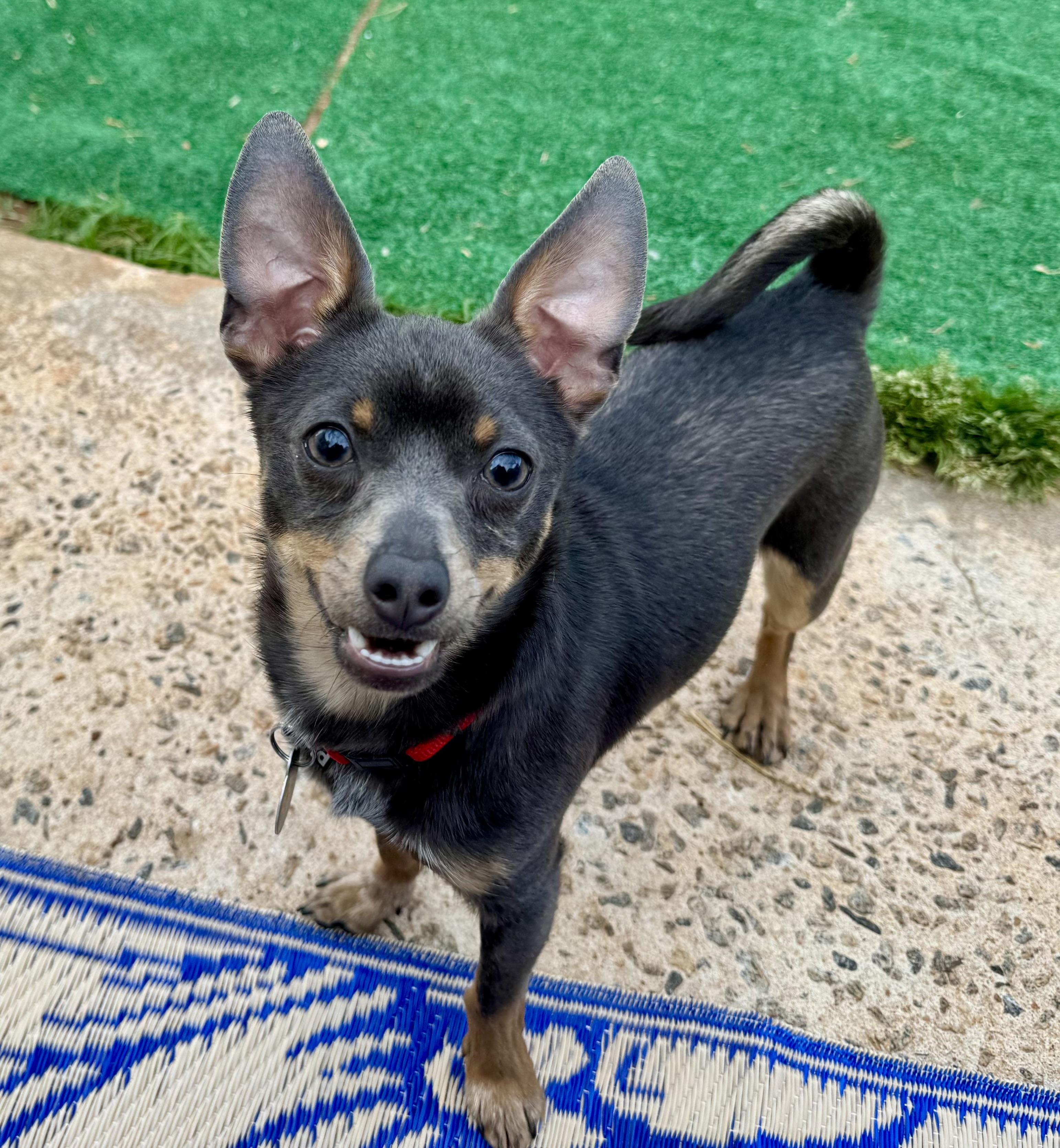 Enlarge Ralphie, a ADOPTABLE Chihuahua in Maiden, NC image 2/6