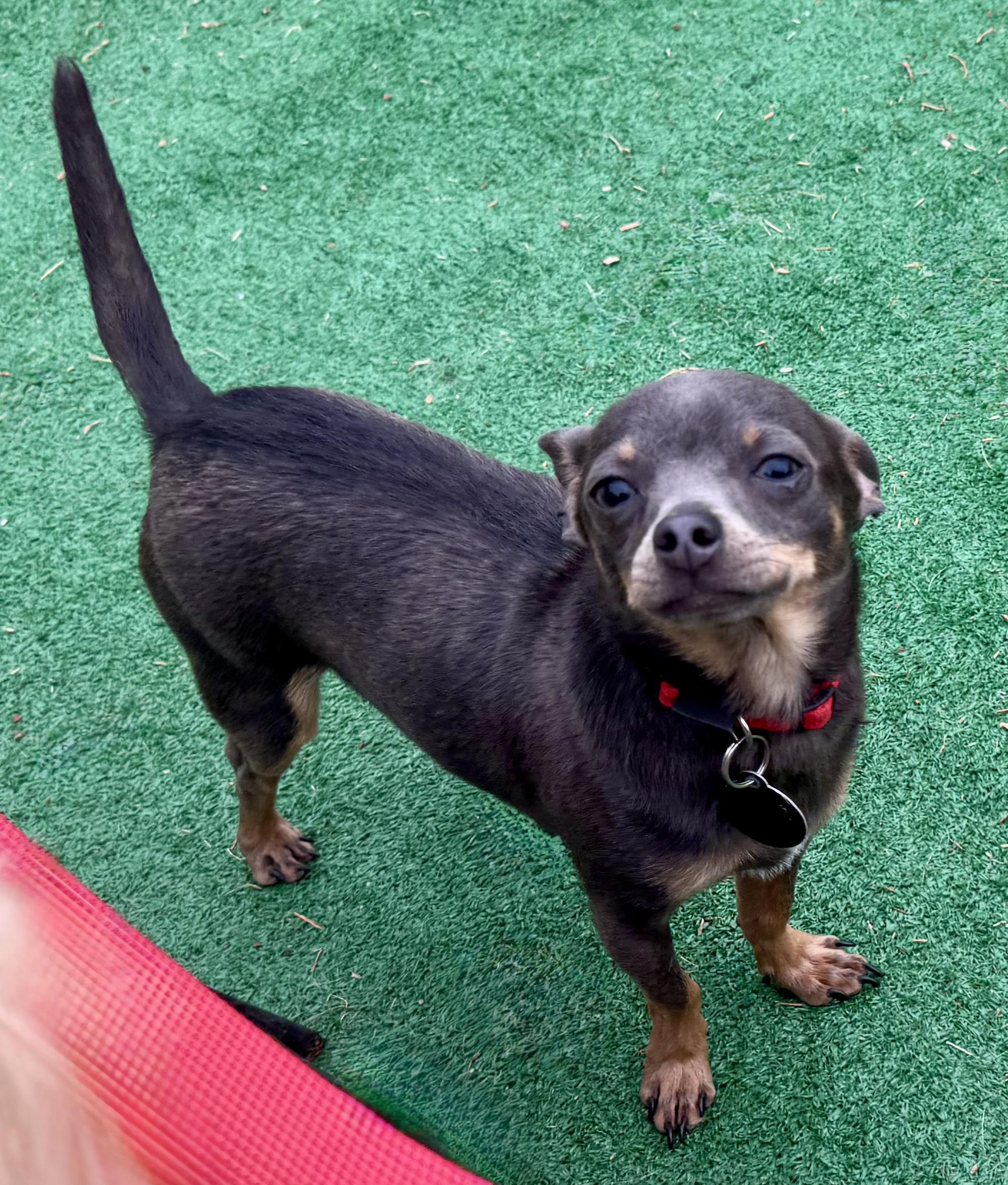 Enlarge Ralphie & Reno, a ADOPTABLE Chihuahua in Maiden, NC image 4/6