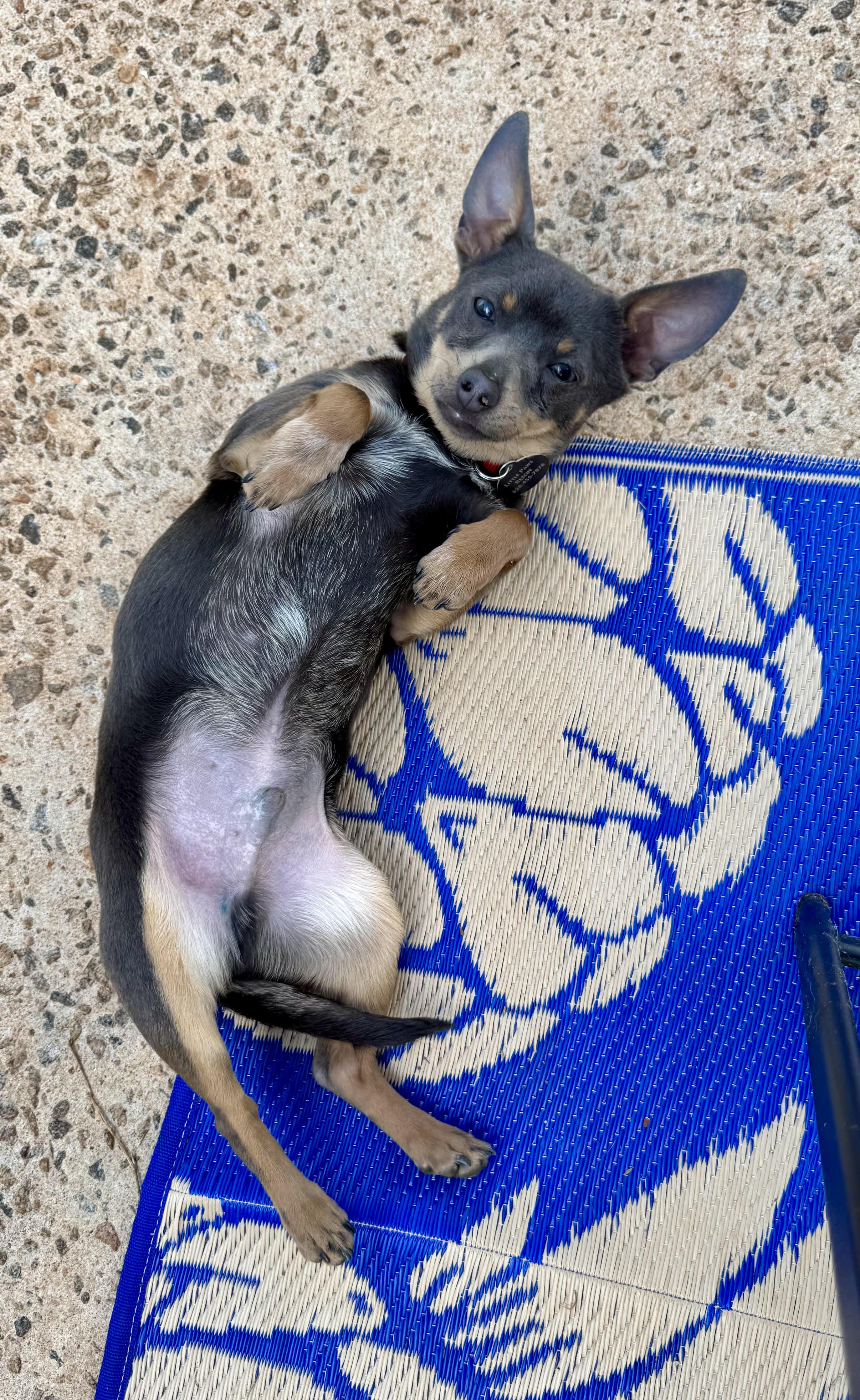 Enlarge Ralphie, a ADOPTABLE Chihuahua in Maiden, NC image 3/6