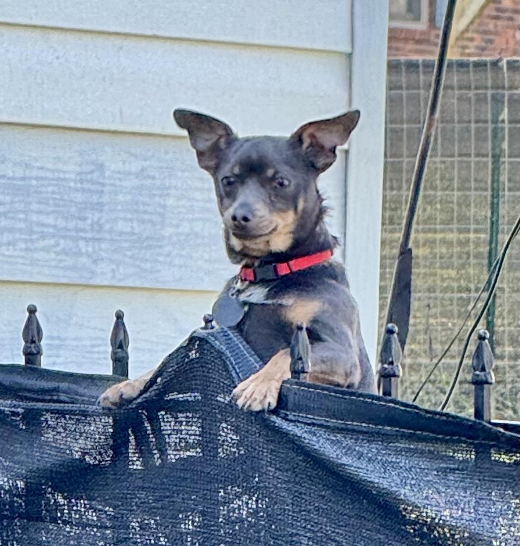 Enlarge Ralphie, a ADOPTABLE Chihuahua in Maiden, NC image 4/6