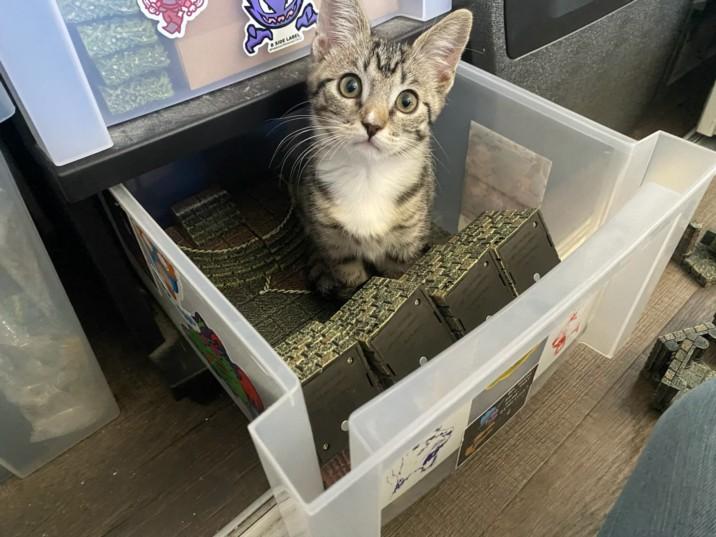 ROBIN, Adoptable, Kitten Female Domestic Short Hair.