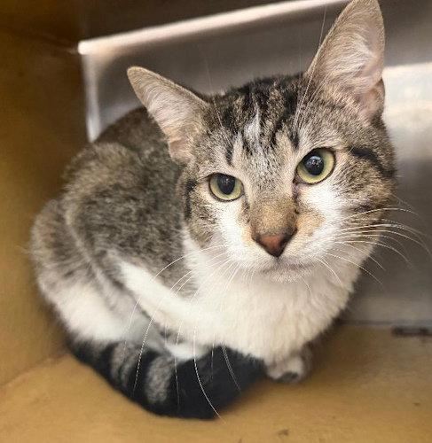 Miso - PSP, Adoptable, Young Female Domestic Short Hair.