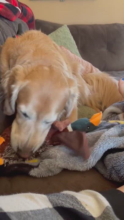 Enlarge Jax, a Adopted mixed breed in Rochester, NY video 6/11