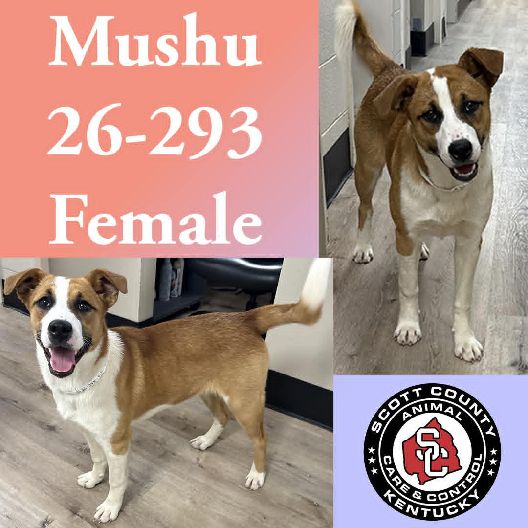 Enlarge Mushu, a Adoptable mixed breed in Georgetown, KY image 1/1