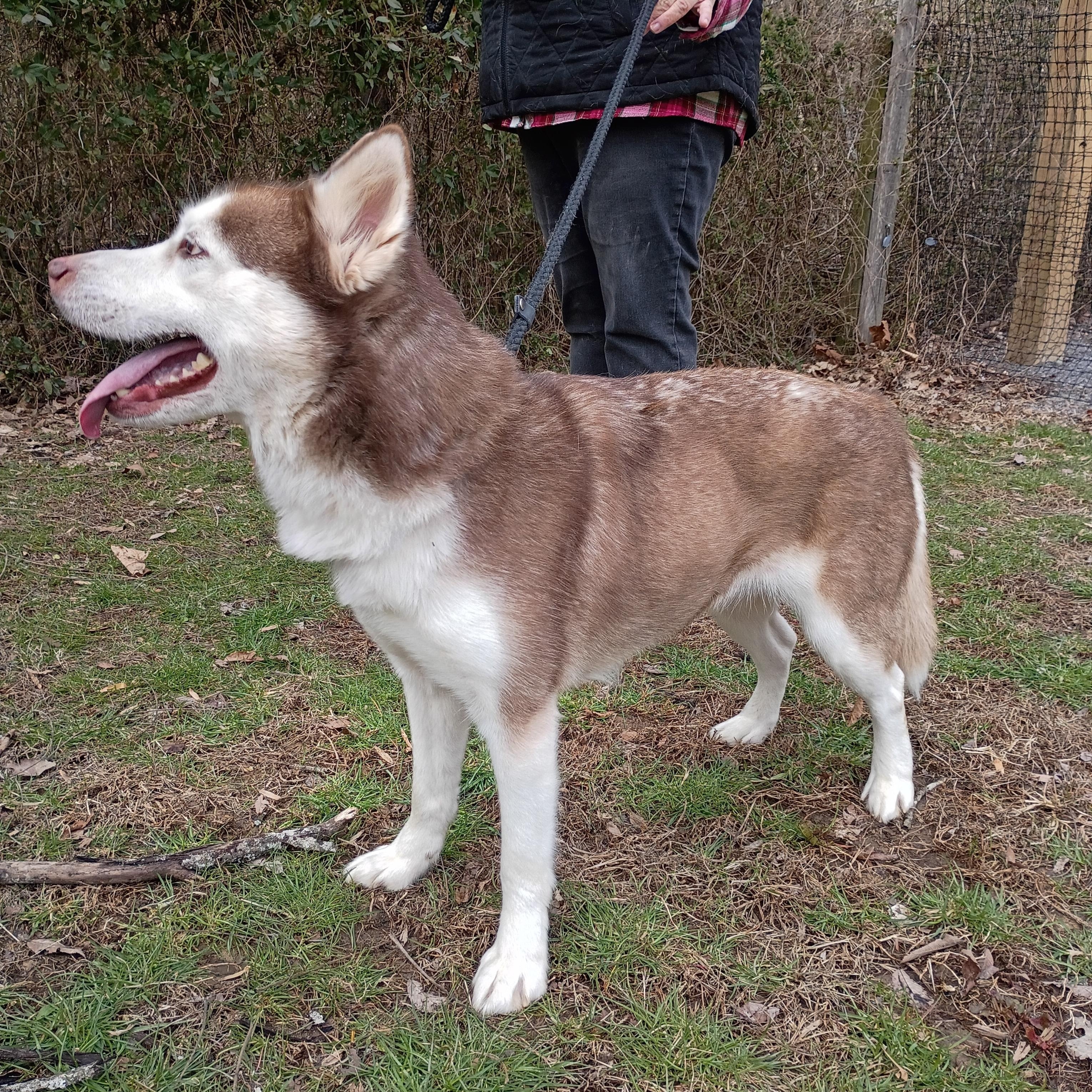 Sky, ADOPTABLE, Adult Female Husky.