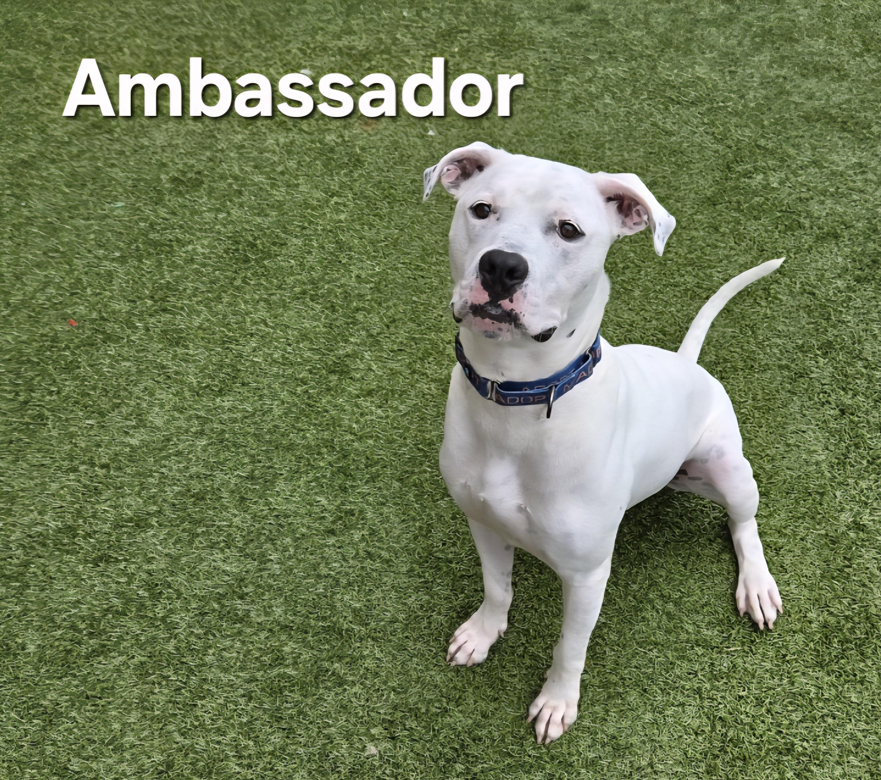 Ambassador, Young Male Pit Bull Terrier