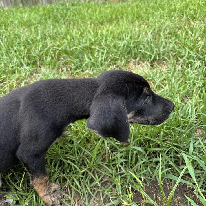 Chick Fil A, Adoptable, Puppy Male Australian Shepherd & Mixed Breed.