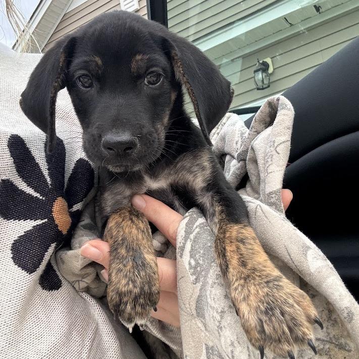 Chick Fil A, a Adoptable mixed breed in North Charleston, SC image 2/4
