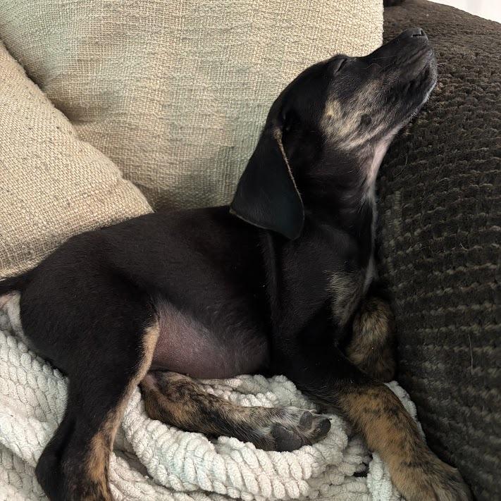 Chick Fil A, a Adoptable mixed breed in North Charleston, SC image 3/4