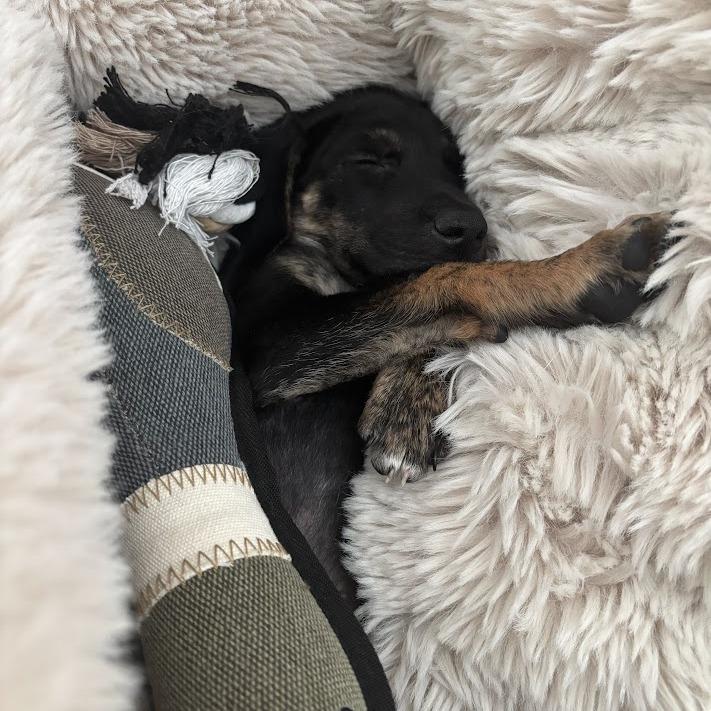 Chick Fil A, a Adoptable mixed breed in North Charleston, SC image 4/4