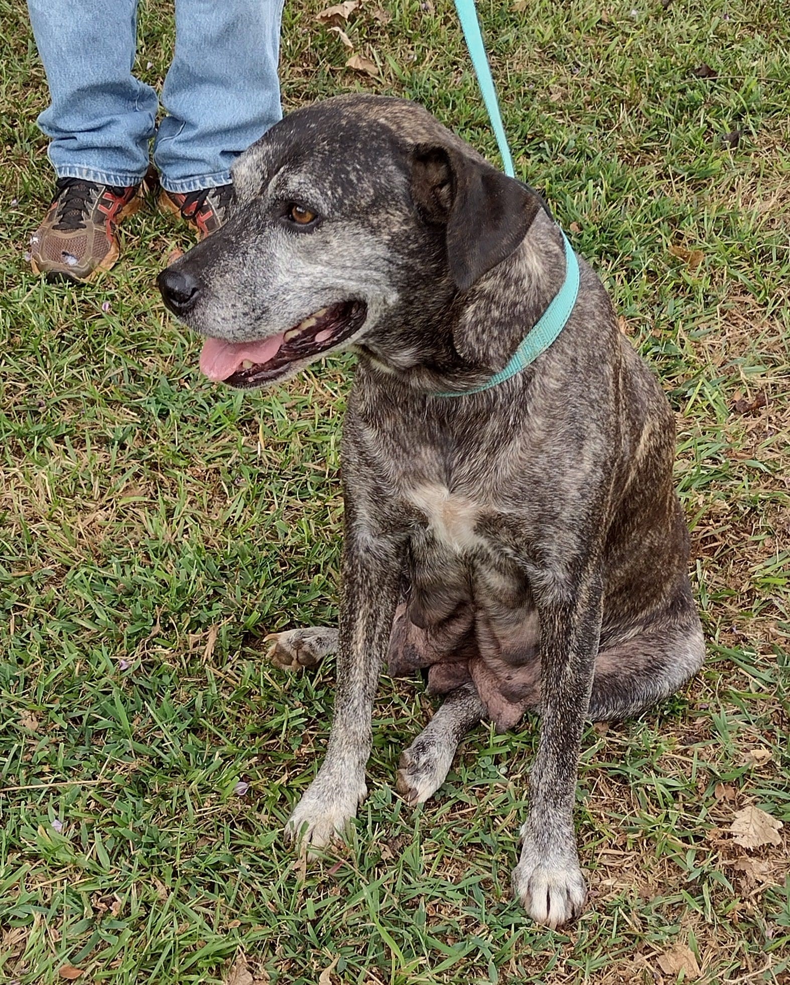 Dog for adoption Sally used as a Breeder Dog her whole life! Now's