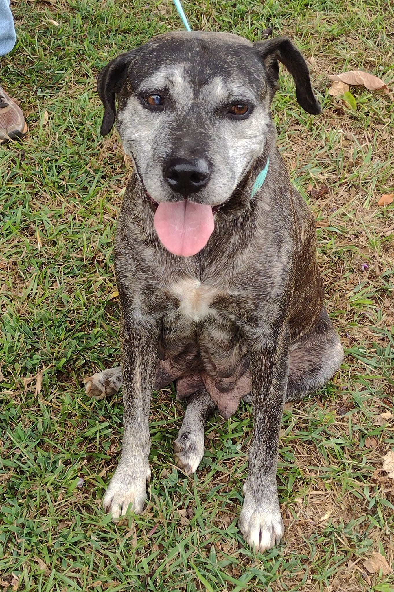 Dog for adoption Sally used as a Breeder Dog her whole life! Now's