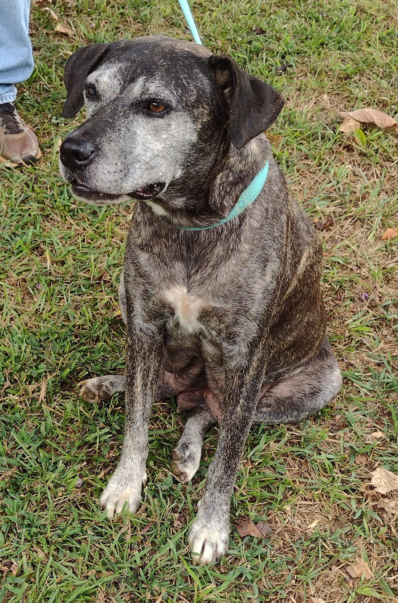 Dog for adoption Sally used as a Breeder Dog her whole life! Now's