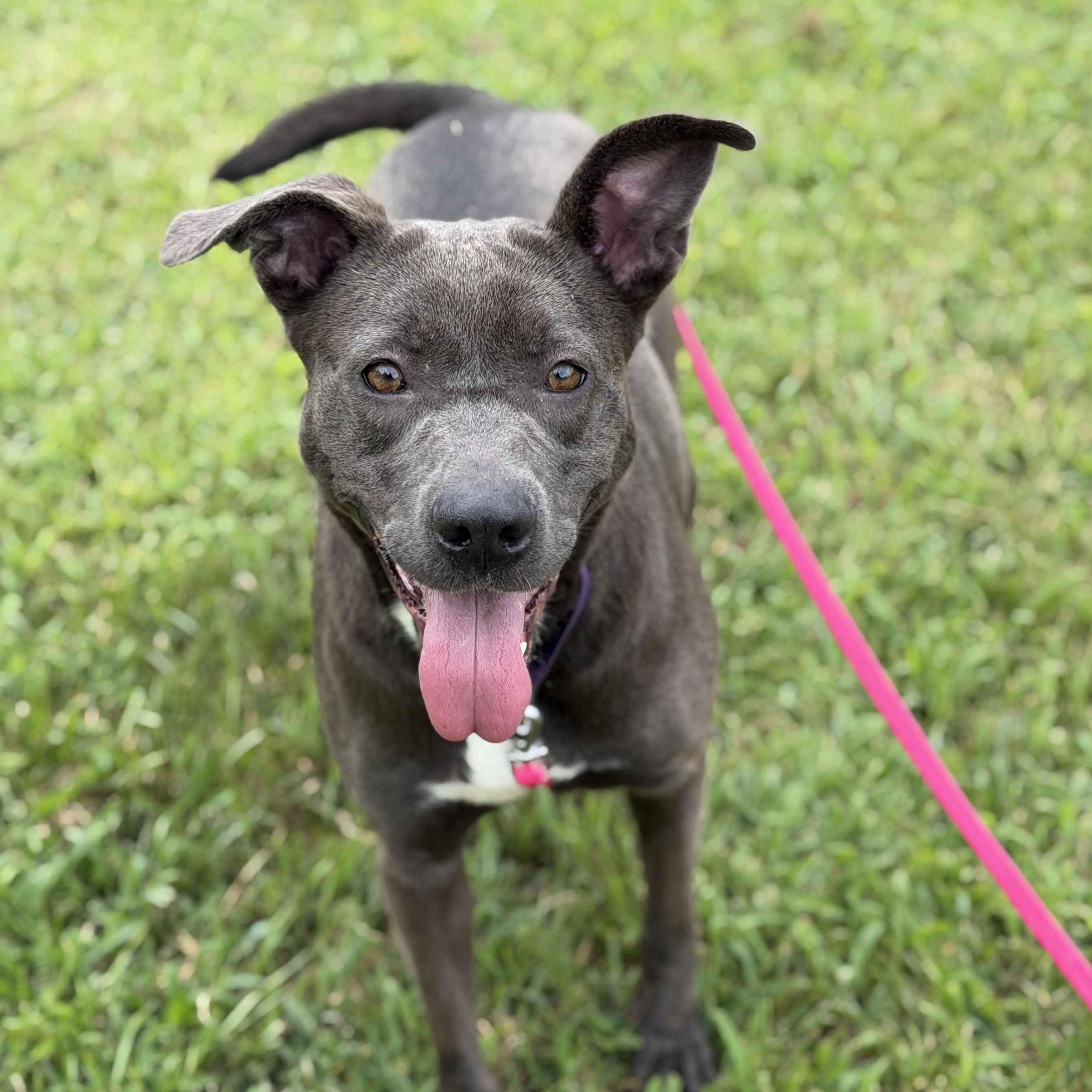 Blair, a Adoptable mixed breed in CUMMING, GA image 2/5
