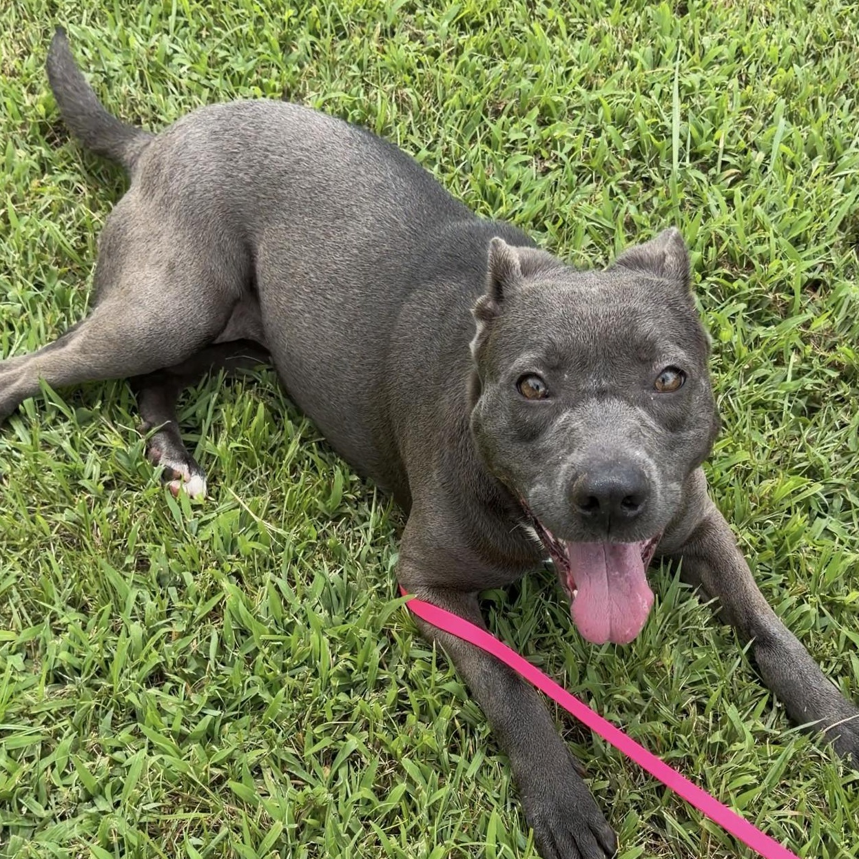 Blair, a Adoptable mixed breed in CUMMING, GA image 4/5