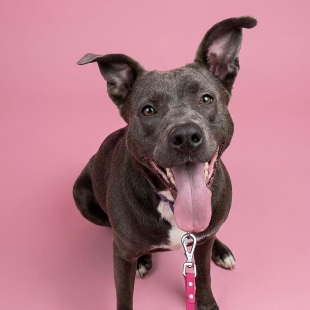 Blair, a Adoptable mixed breed in CUMMING, GA image 1/5
