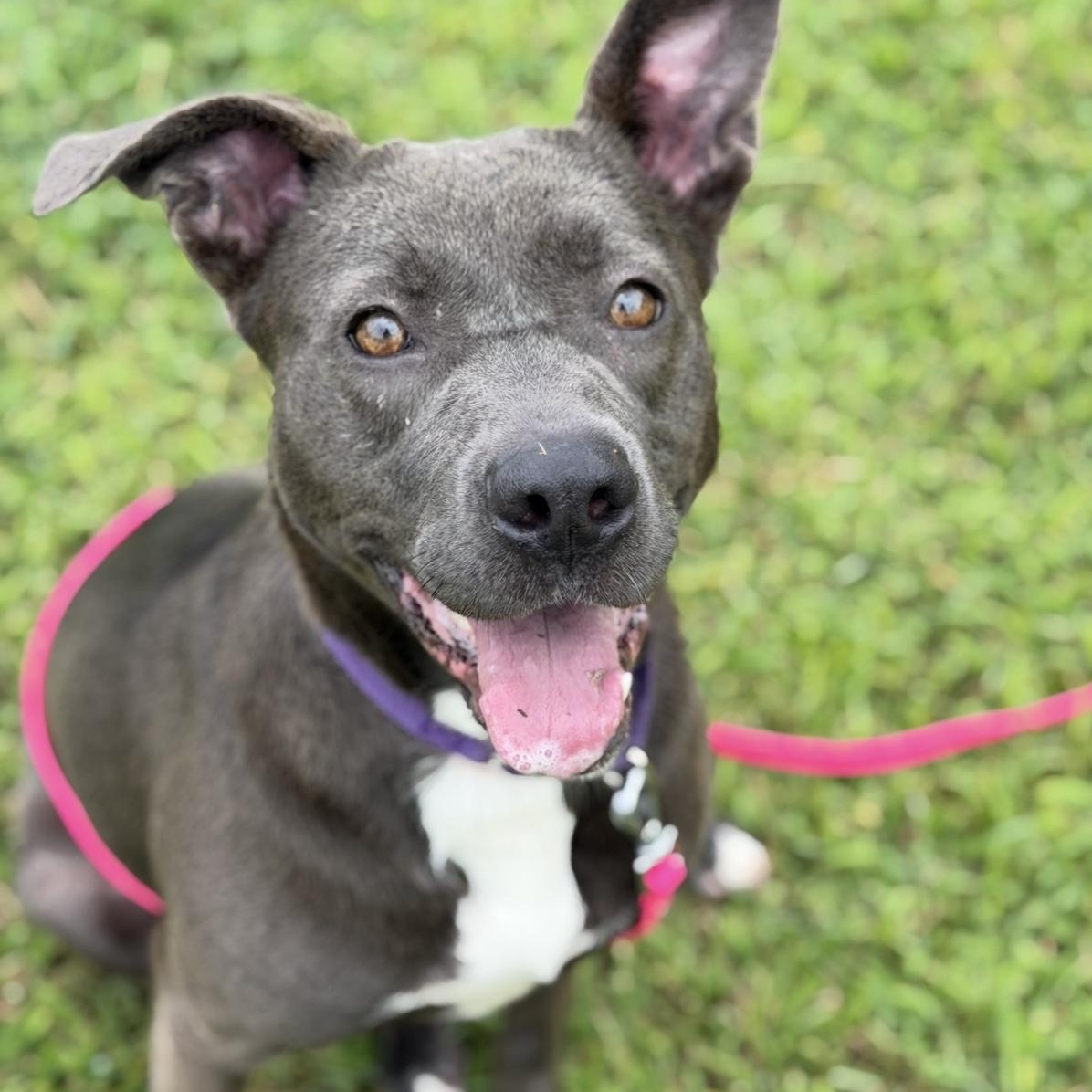 Blair, a Adoptable mixed breed in CUMMING, GA image 3/5
