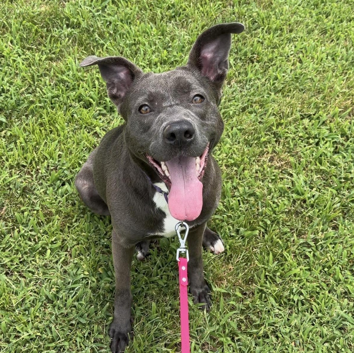 Blair, a Adoptable mixed breed in CUMMING, GA image 5/5