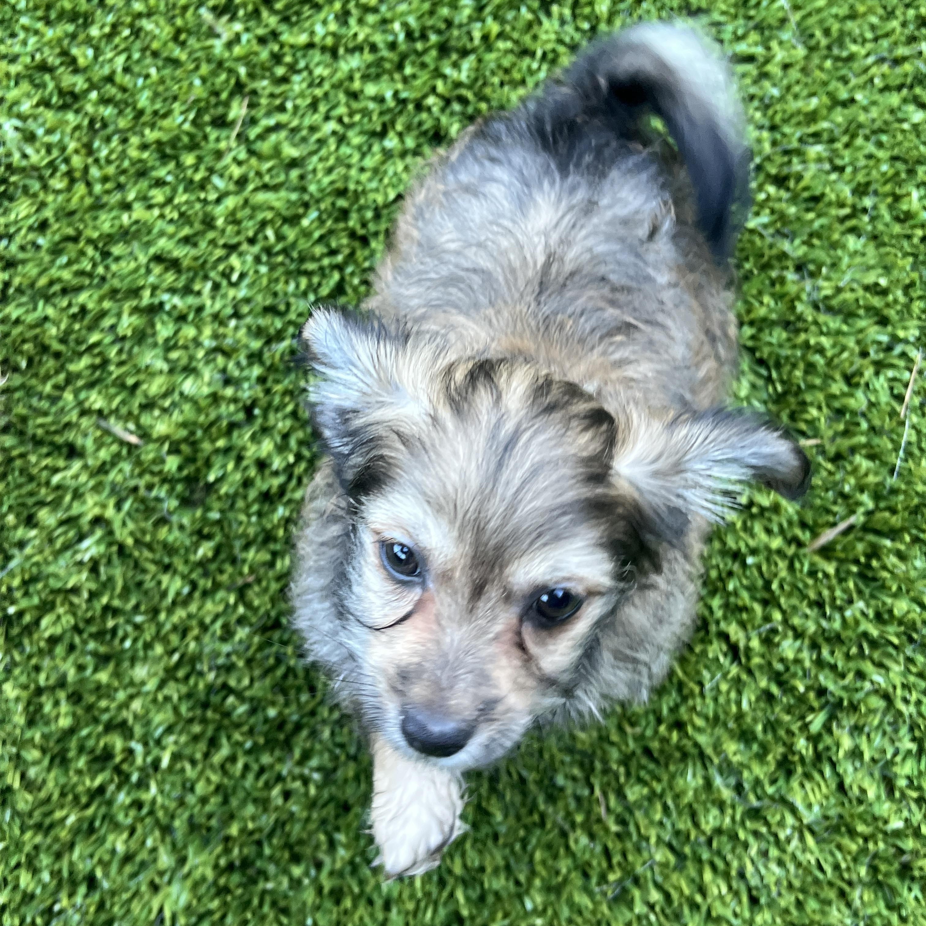 Enlarge Sesame, a Adoptable mixed breed in San Francisco, CA image 4/5