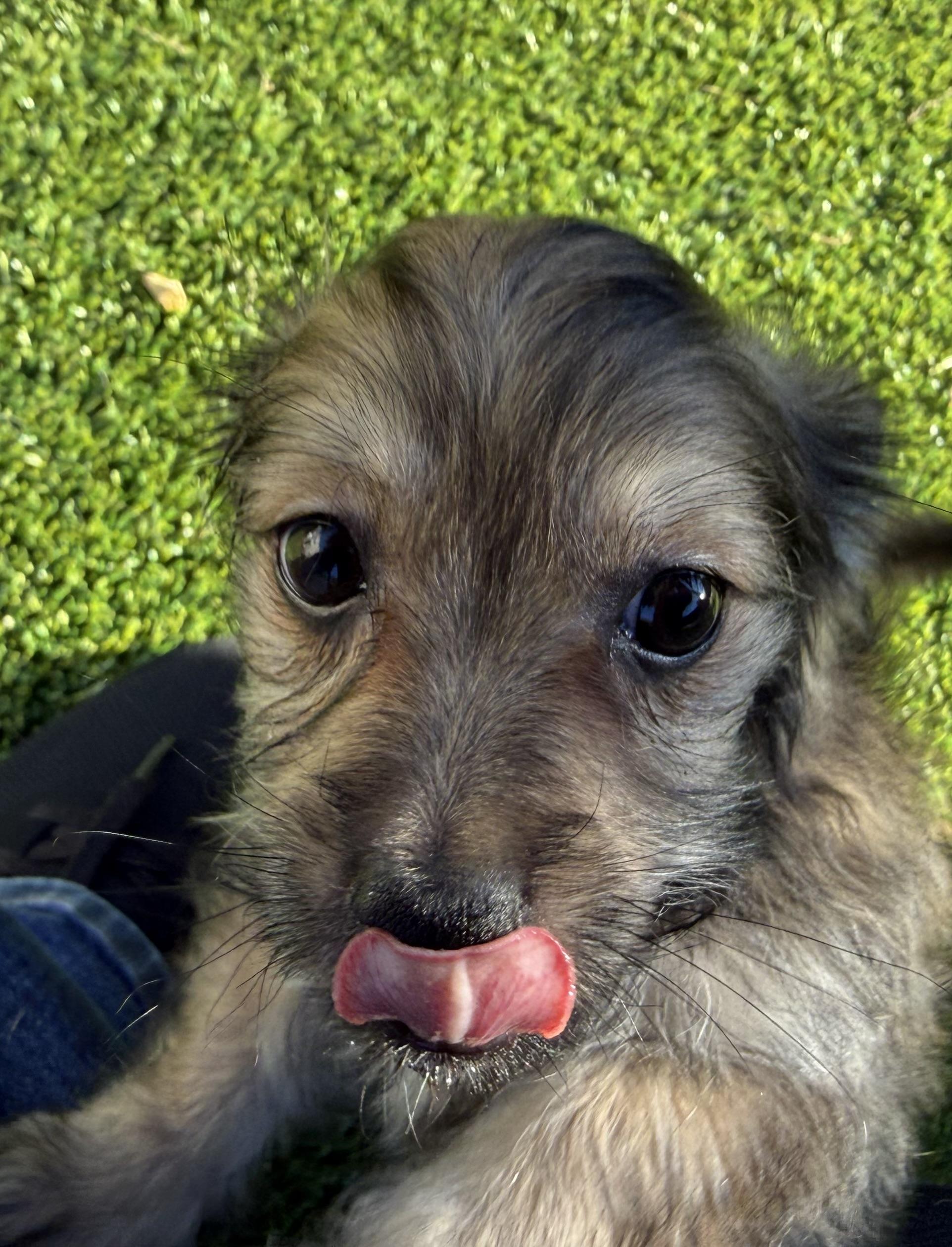 Enlarge Sesame, a Adoptable mixed breed in San Francisco, CA image 2/5