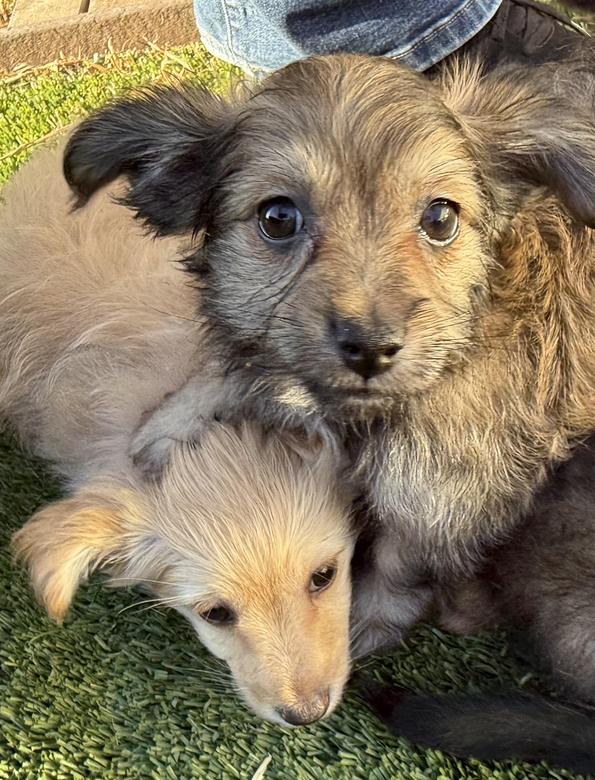 Enlarge Sesame, a Adoptable mixed breed in San Francisco, CA image 3/5