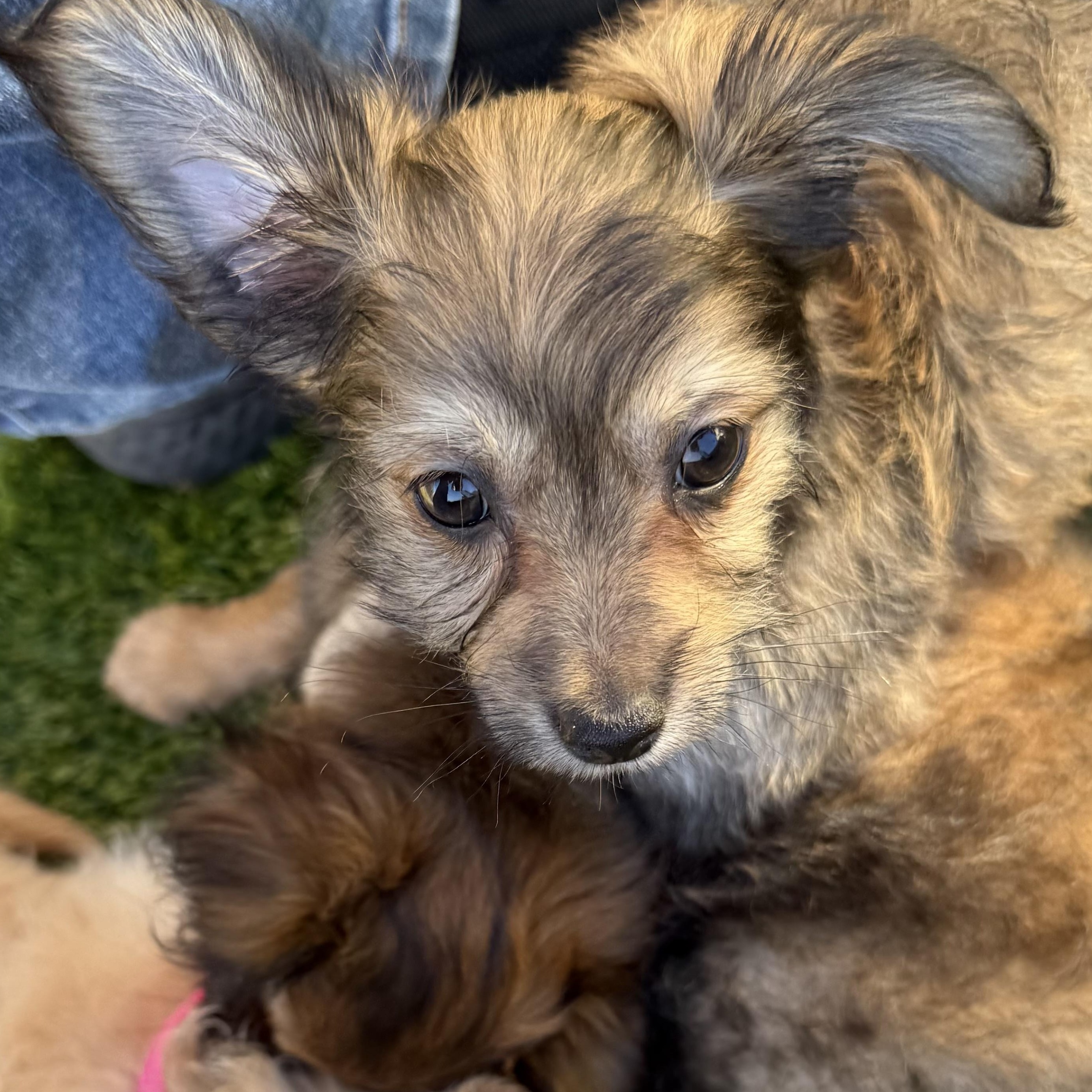 Enlarge Sesame, a Adoptable mixed breed in San Francisco, CA image 1/5